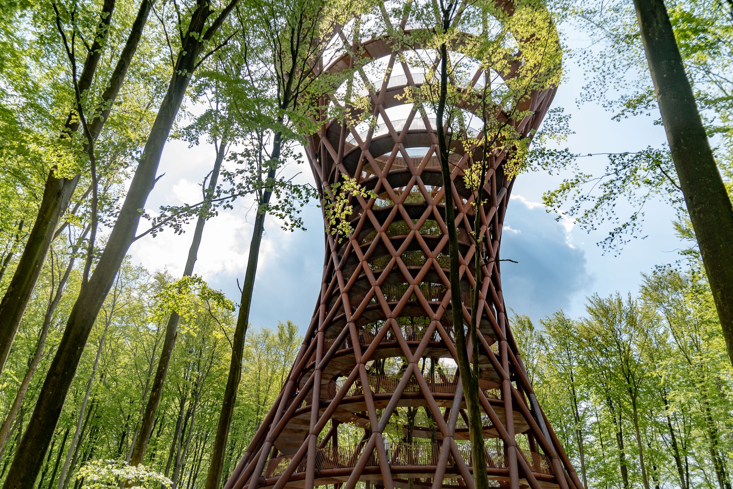 高 45 公尺的 Treetop Experience 森林塔，座落在一大片原始森林中。