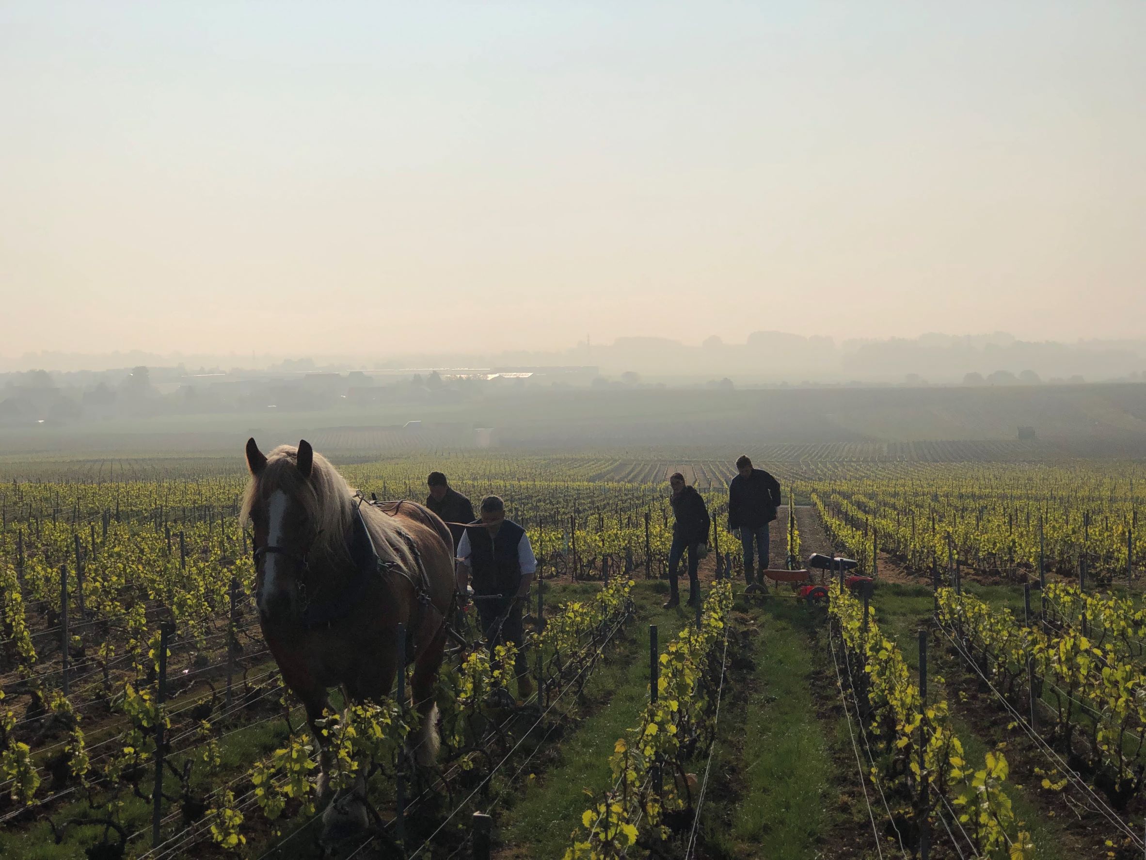 法國香檳區的葡萄栽種品種有所限定，以黑皮諾、夏多內與莫尼耶皮諾為主。