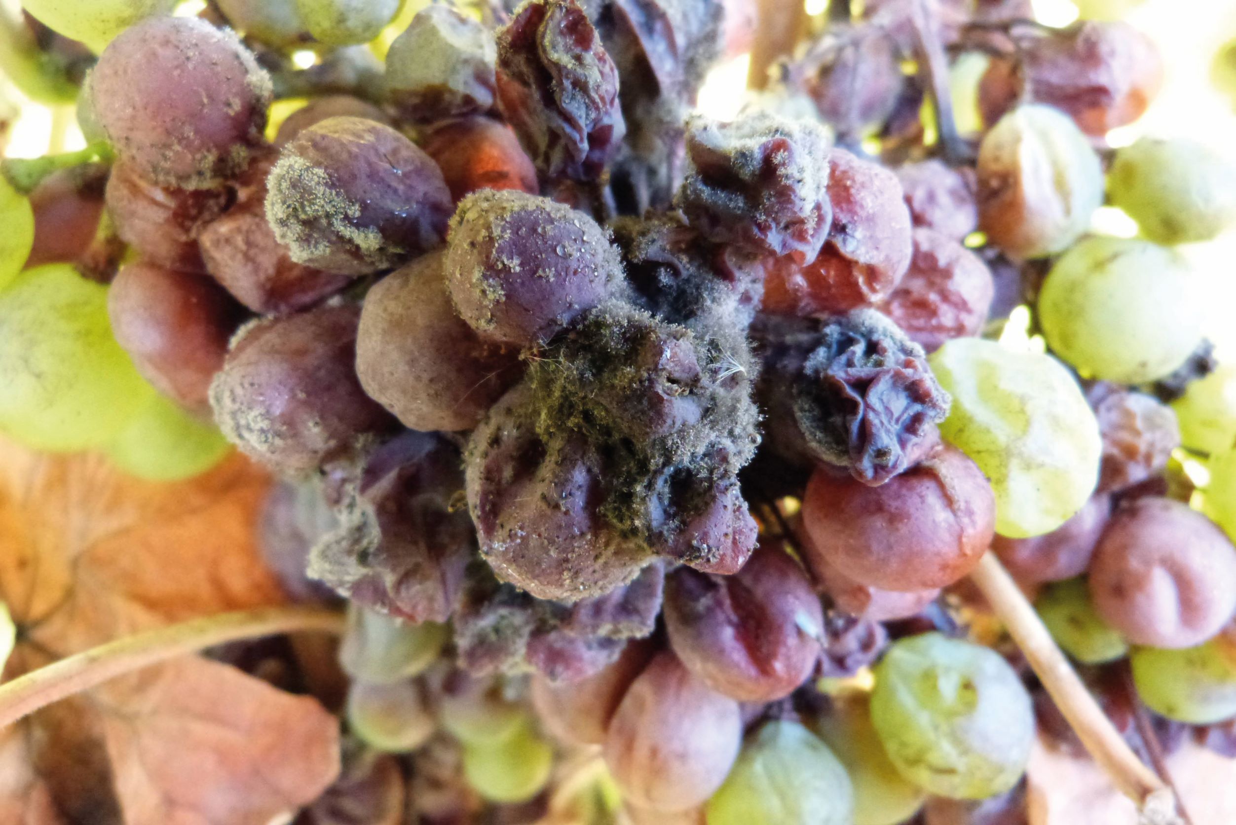 貴腐菌感染的葡萄由於表皮被菌絲破壞，水分慢慢揮發、果肉凝縮而有高度的甜味。