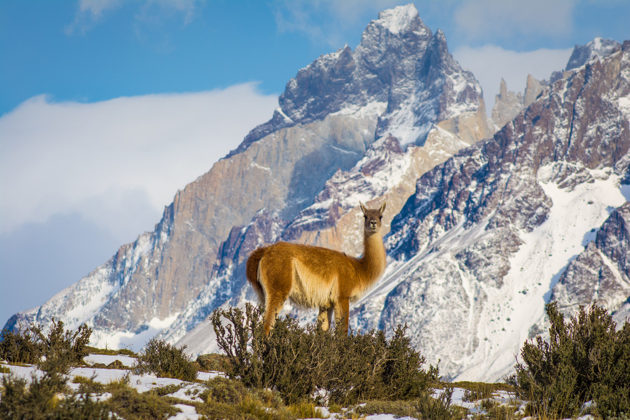 保有珍貴生態環境的百內國家公園，是觀賞南美栗色羊駝的最佳祕境。