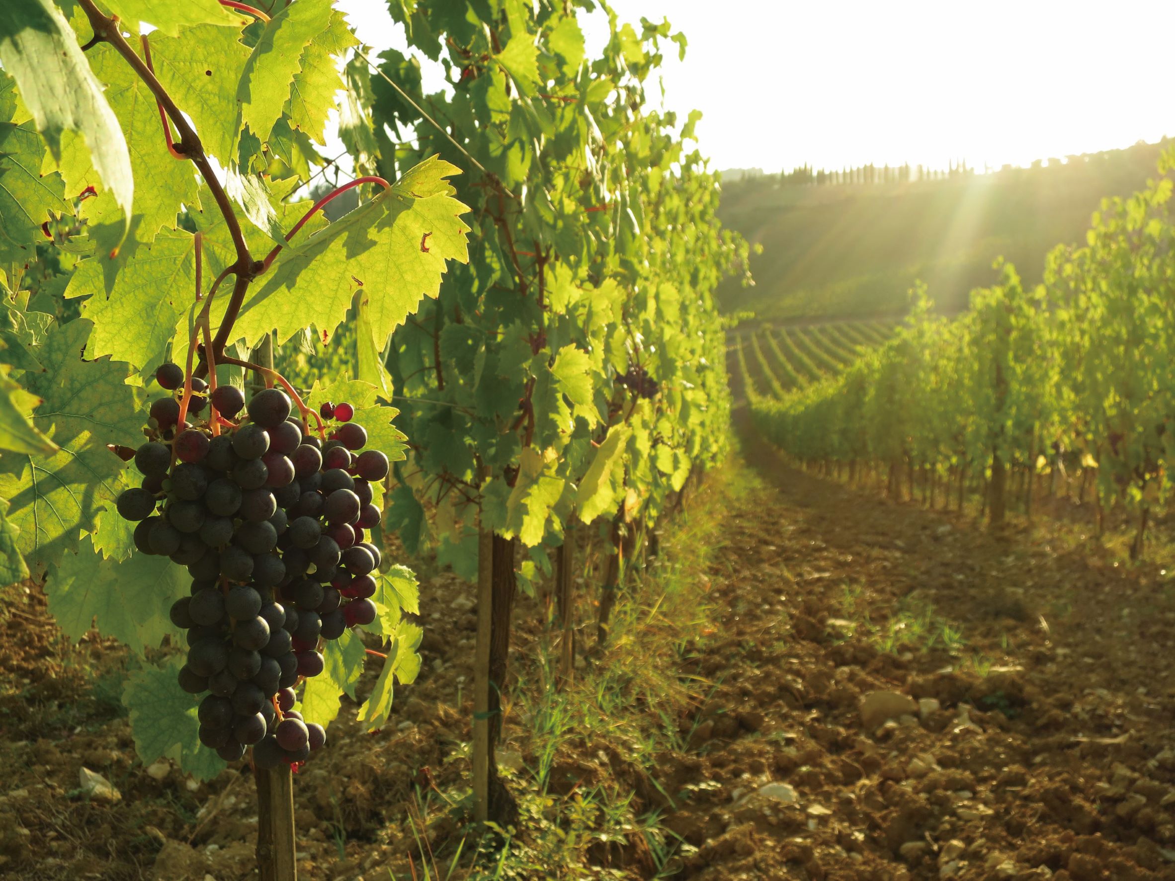 有不少栽種葡萄的酒莊也與蒸餾廠合作製作品牌 Grappa。