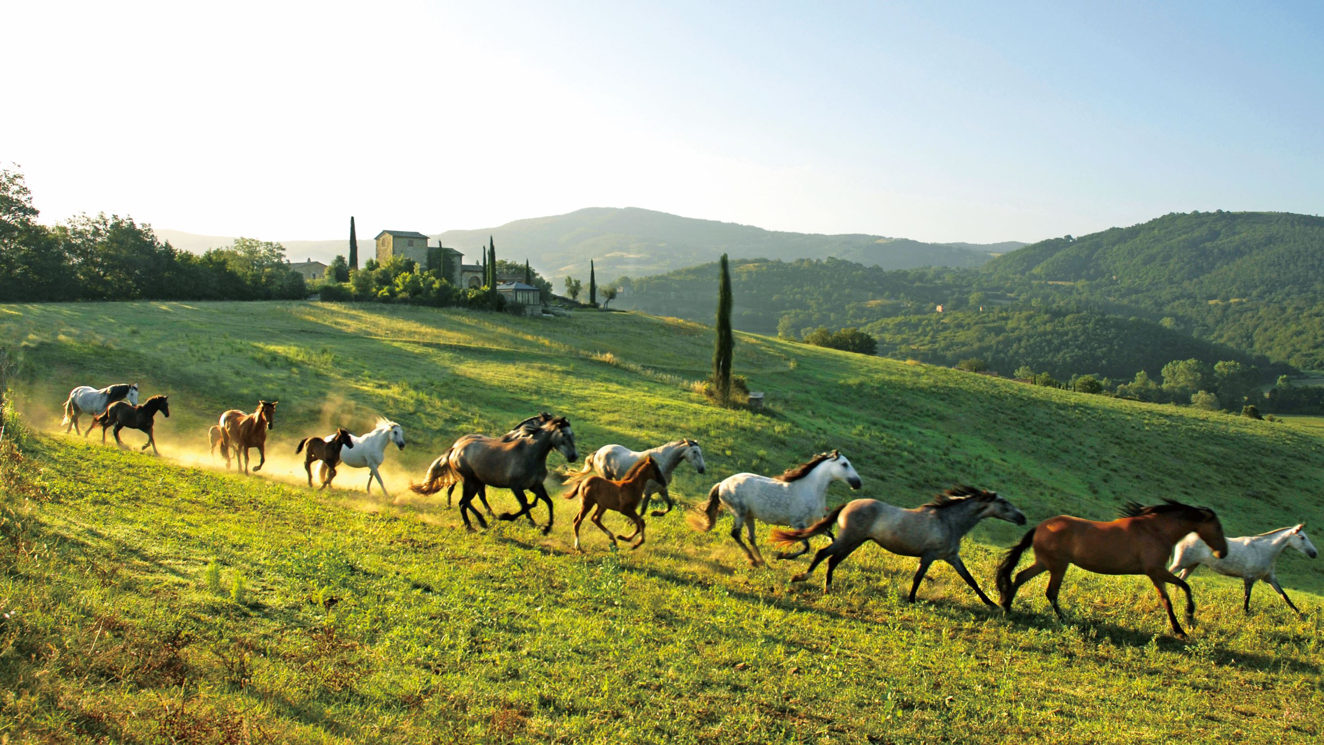 在 Castello di Reschio 的丘陵草原上，不時可見駿馬奔馳的景象。