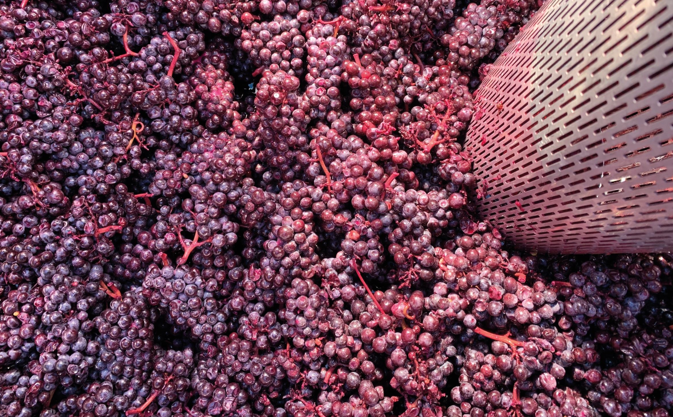 TERROIR CHAMPAGNE 小农香槟 微型风土的魅力