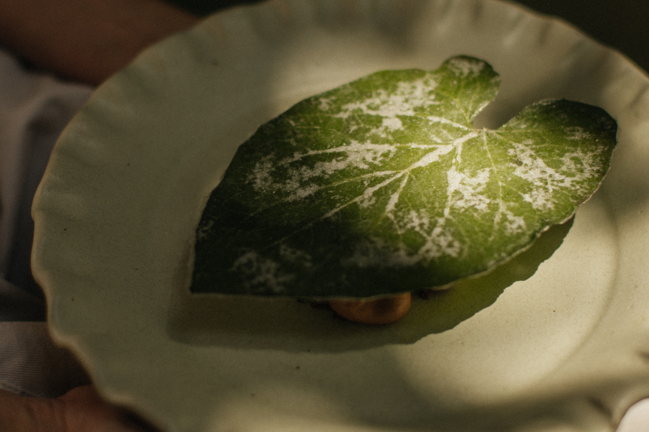 酥脆的胡椒葉配上白可可製成的巧克力甜點。