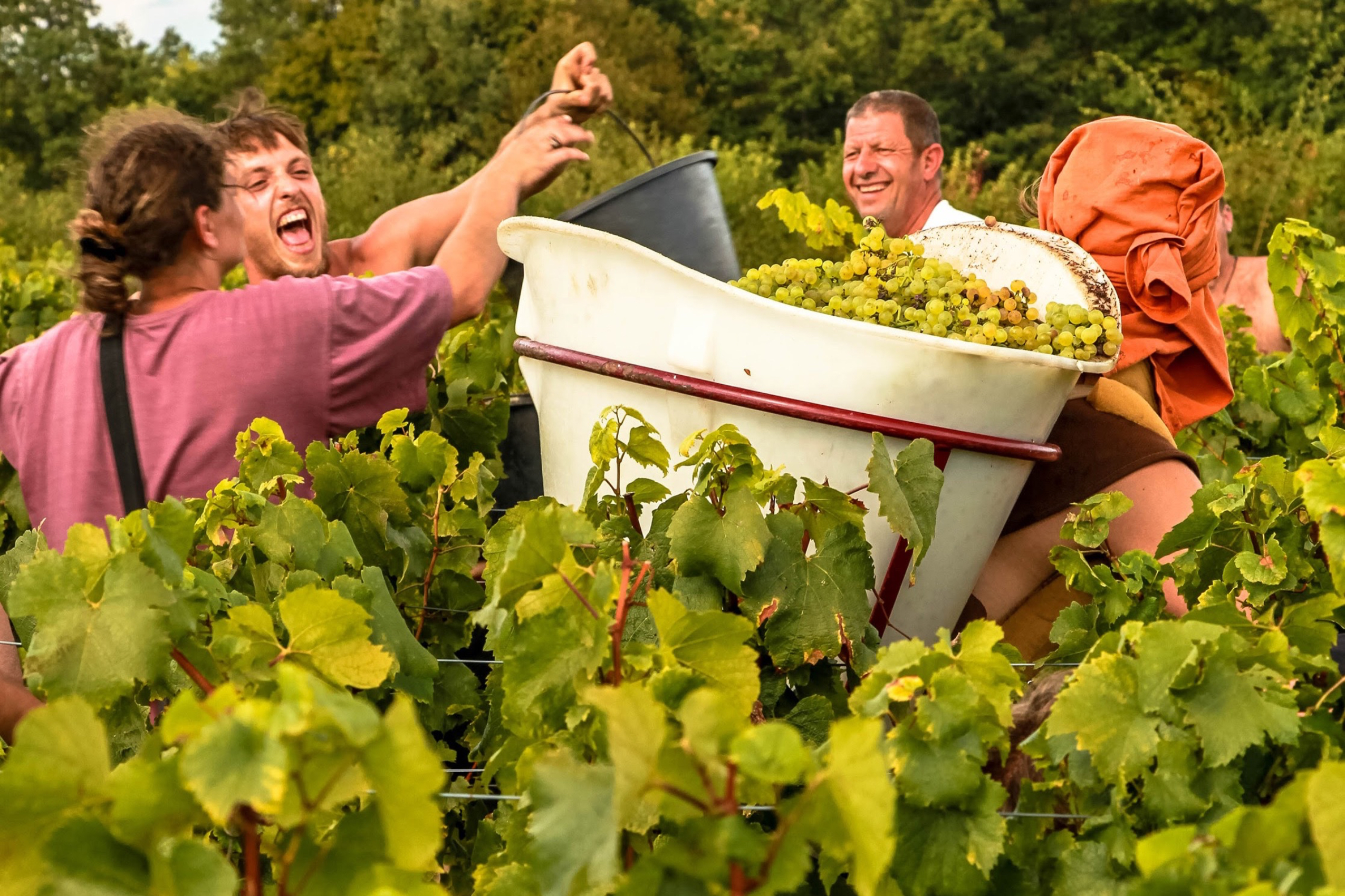 馬孔周邊的葡萄酒莊園提供有葡萄採收與賞酒體驗。