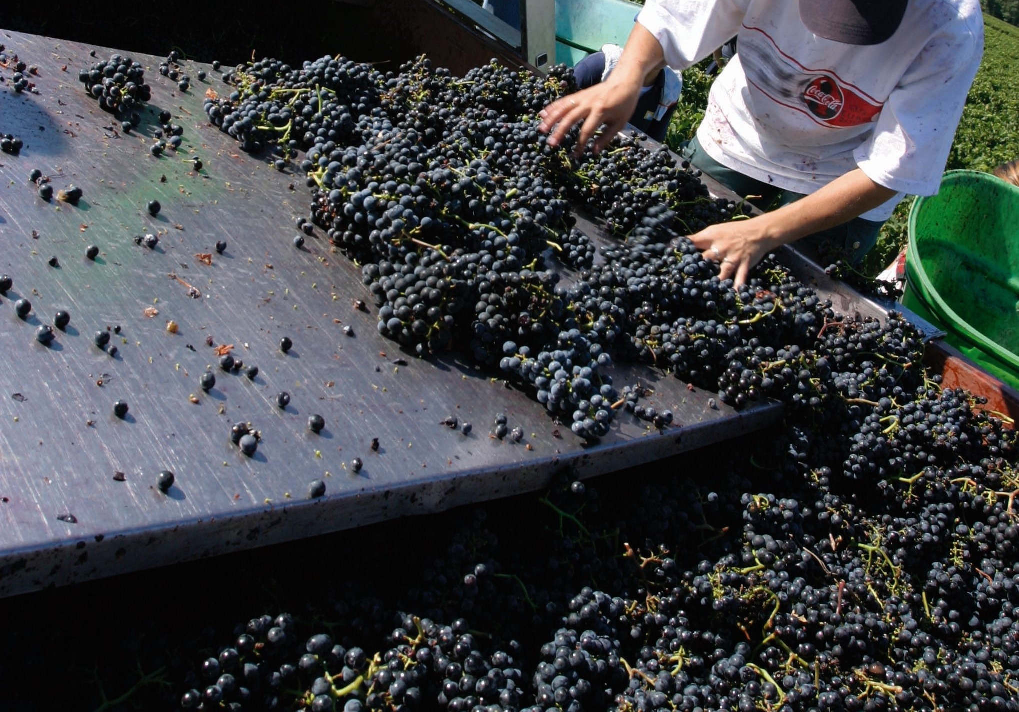採收葡萄是農場大事，受到極端氣候影響，每一年的葡萄收穫狀況不同，需要專業釀酒師的判斷。