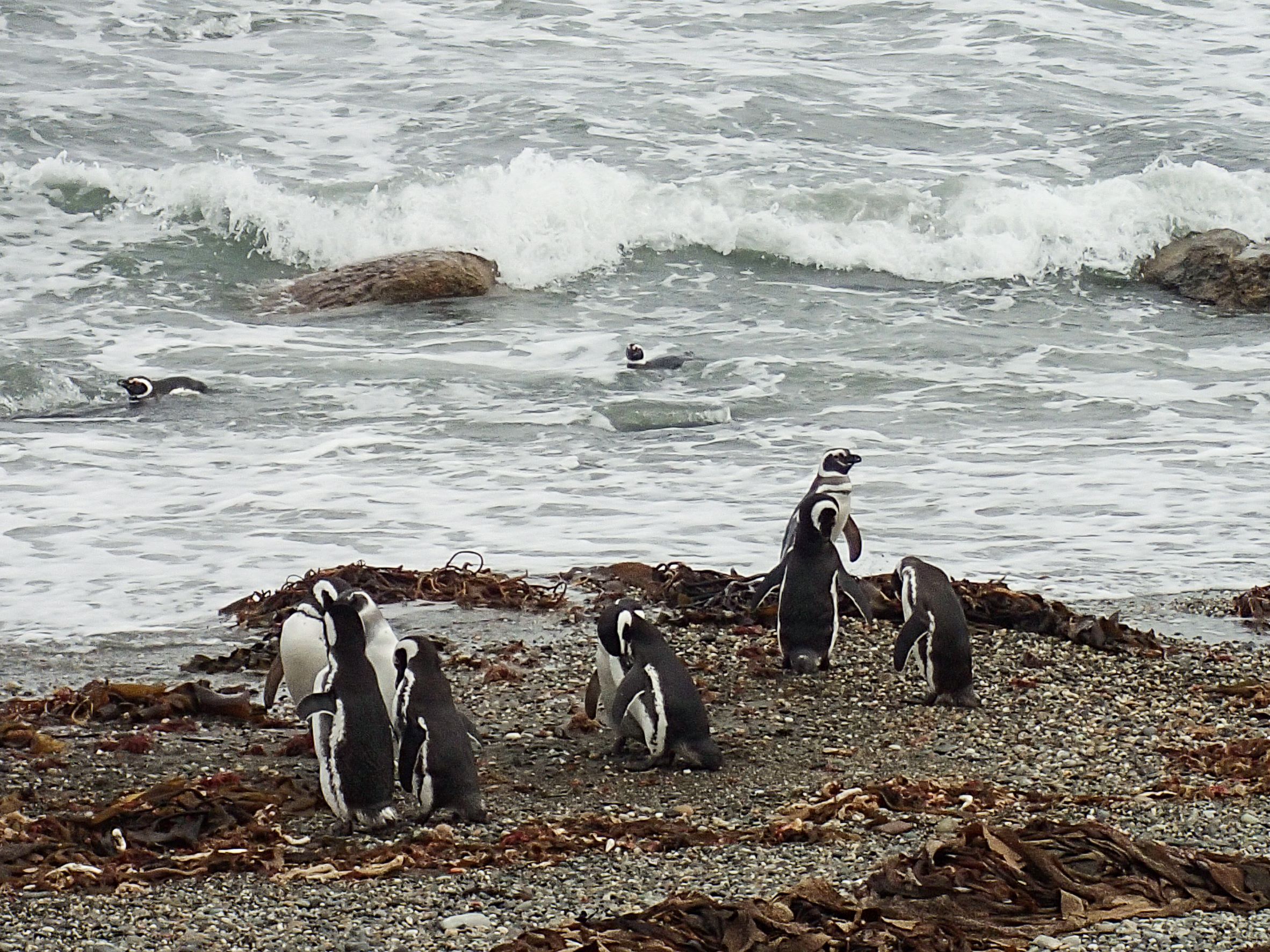 生活型態獨特的麥哲倫企鵝，是地球上少見的溫帶企鵝。
