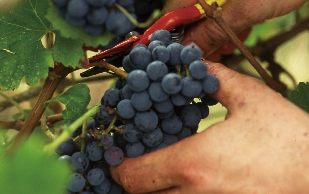 波爾多紅葡萄品種以梅洛最多，卡本內蘇維翁居次，葡萄混釀也是這裡的最大特色。