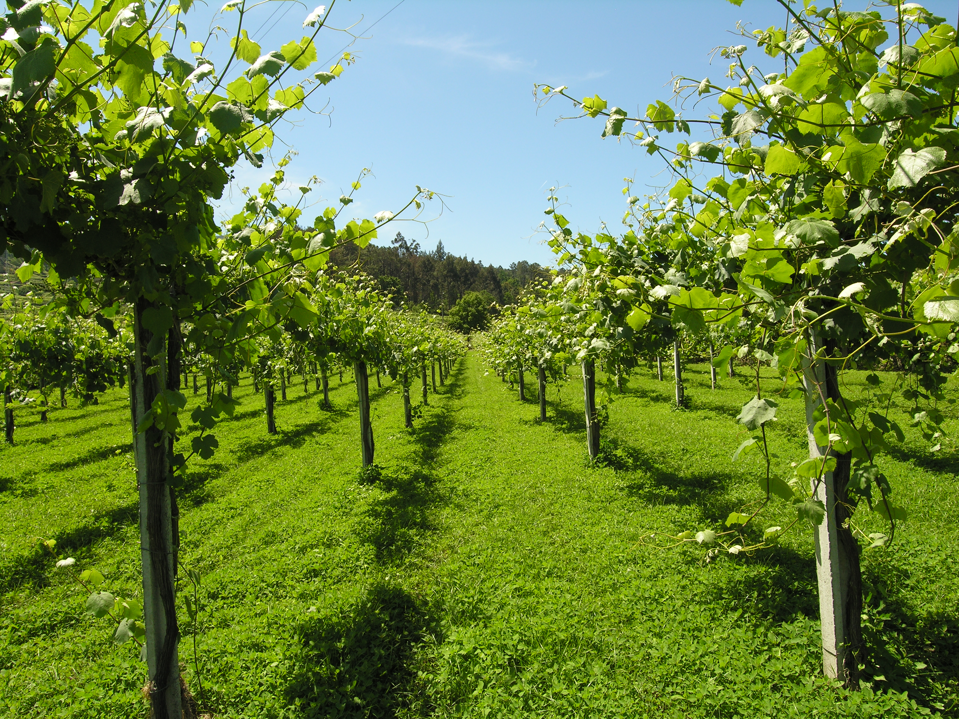Sip into Summer with Chilled Vinho Verde 绿酒沁心，佐夏日飨宴